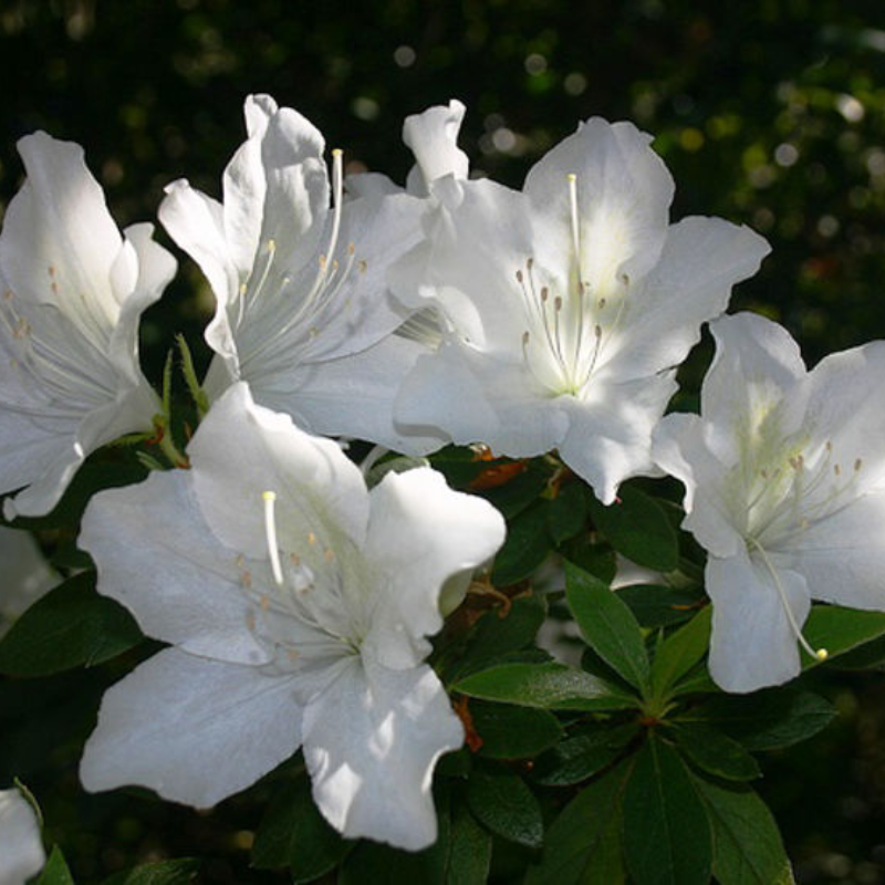 Azalea Midas Azaleas – The Heritage Nursery