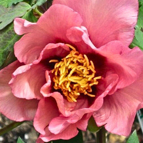 Demetrus Tree Tree Peony – The Heritage Nursery