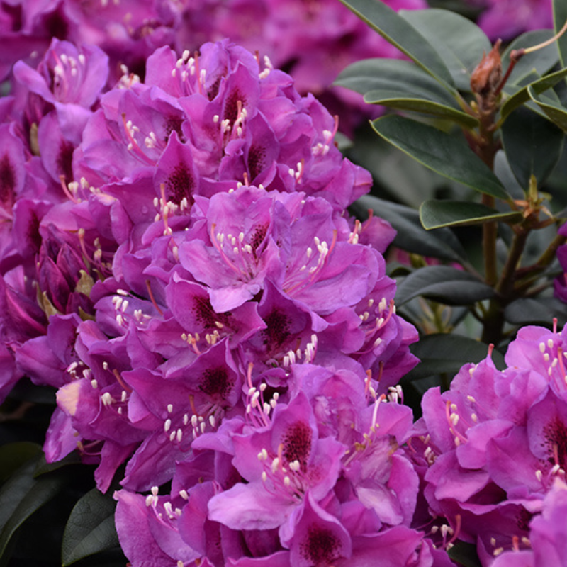 Rhododendron Anna Krushke