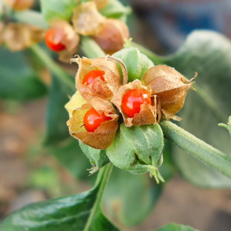 Ashwagandha Indian Ginseng