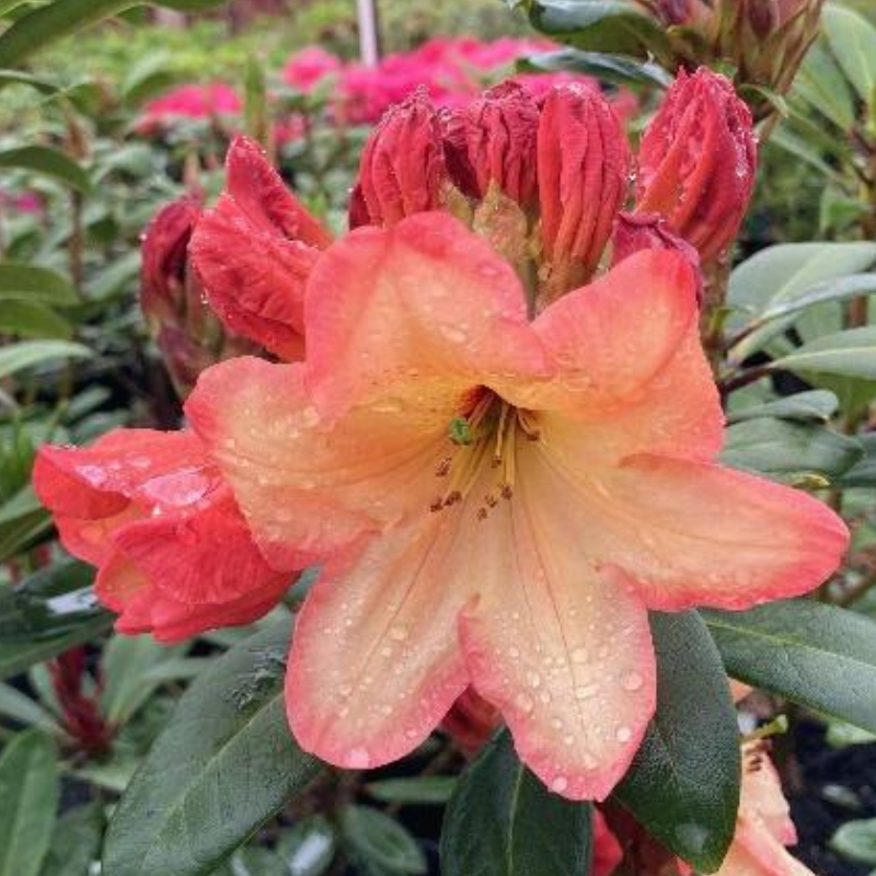 Rhododendron Australian Sunset