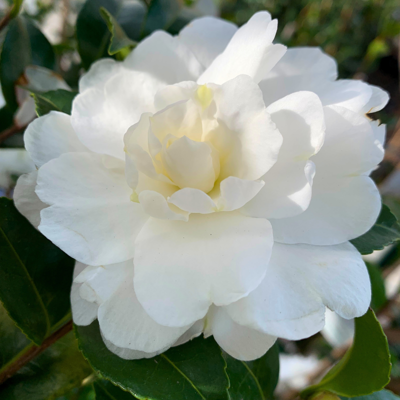 Camellia sasanqua Avalanche