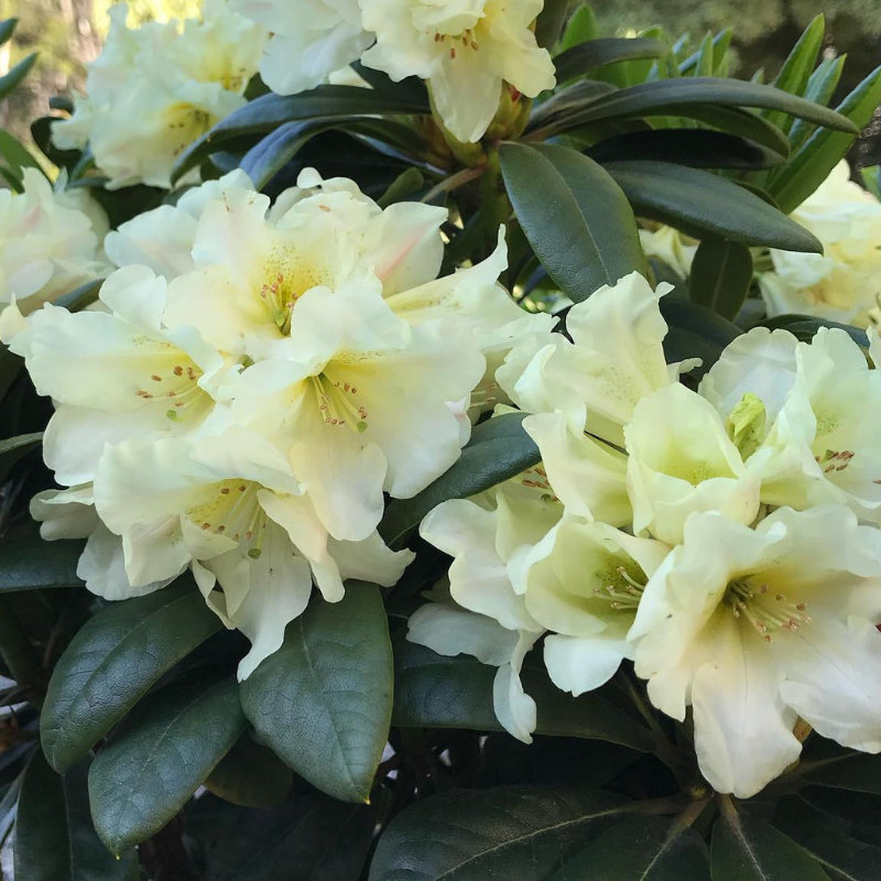 Rhododendron Banana Flip – The Heritage Nursery