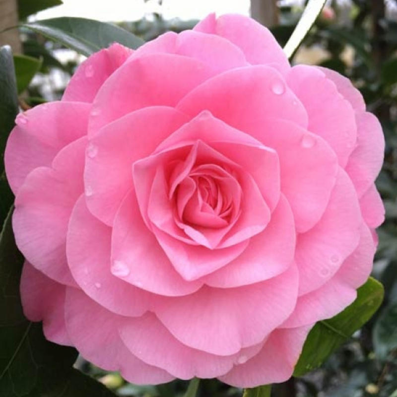 Camellia japonica Betty Ridley