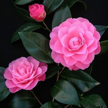 Load image into Gallery viewer, Camellia japonica Betty Ridley
