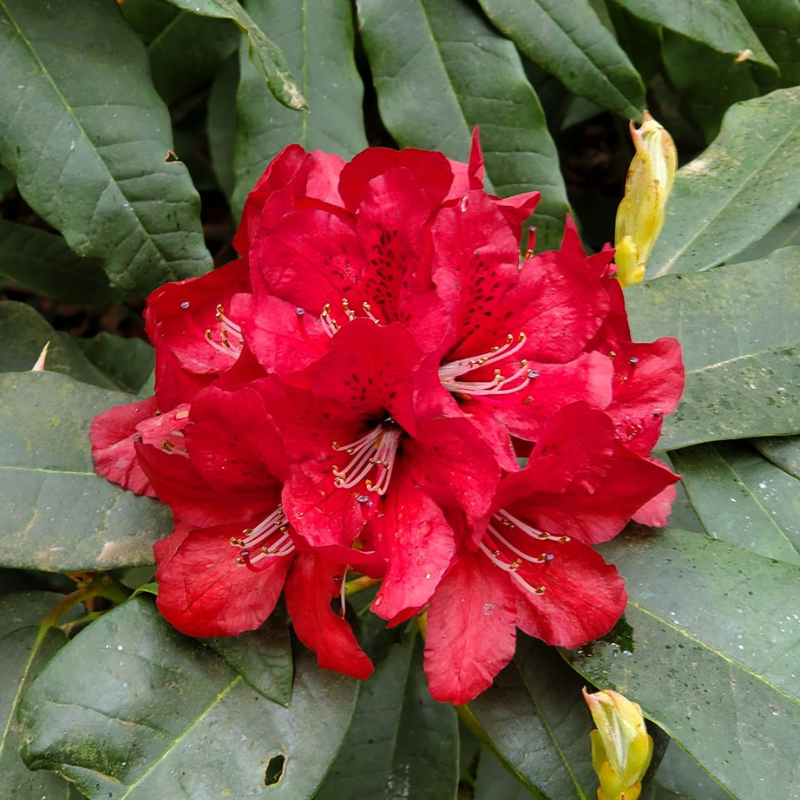 Rhododendron Bibiani