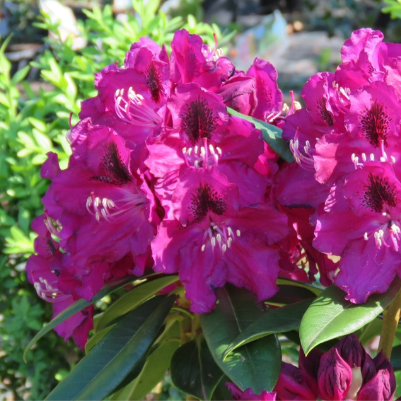 Rhododendron Black Prince