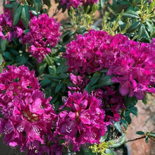 Load image into Gallery viewer, Rhododendron Black Prince
