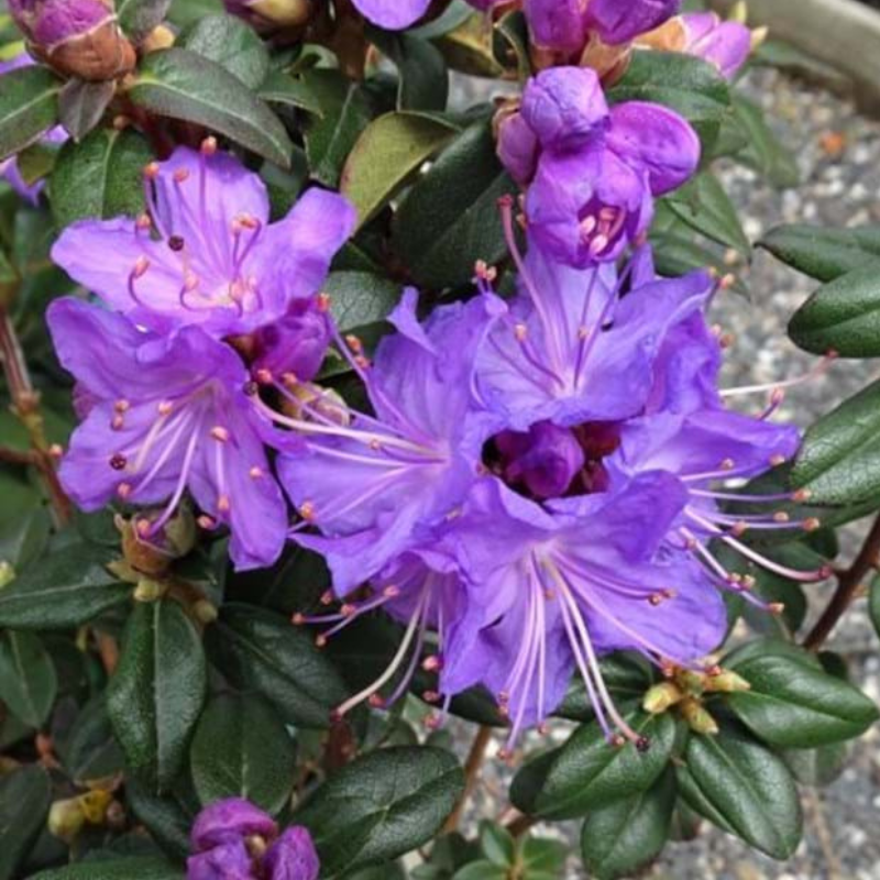 Rhododendron Blue Admiral