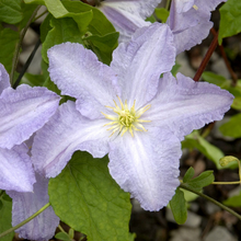 Load image into Gallery viewer, Clematis jackmanii Blue Angel
