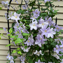 Load image into Gallery viewer, Clematis jackmanii Blue Angel
