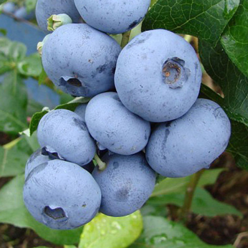 Blueberry Denise