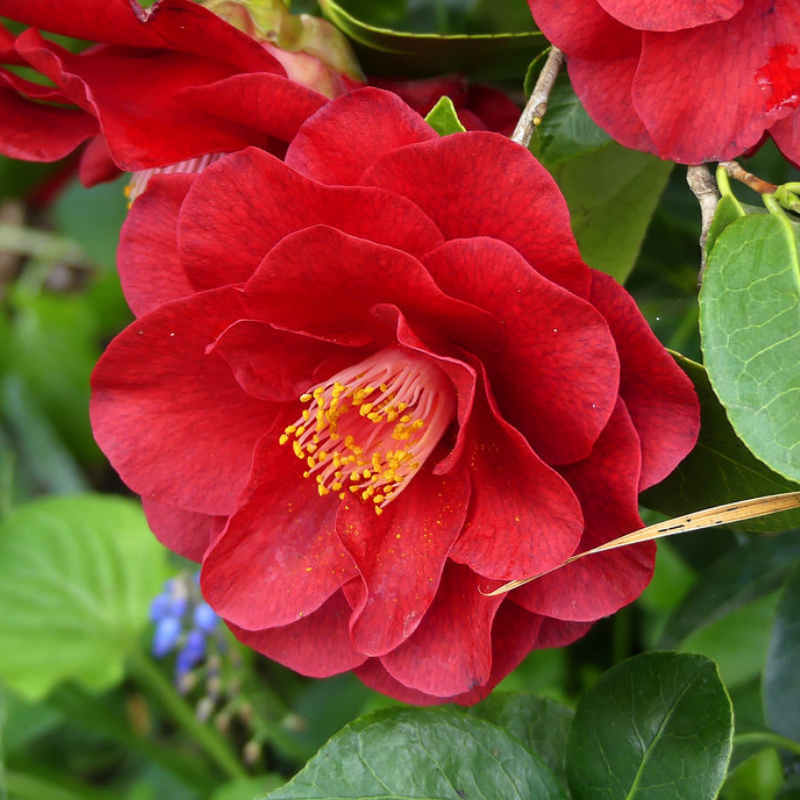Camellia japonica Bob Hope