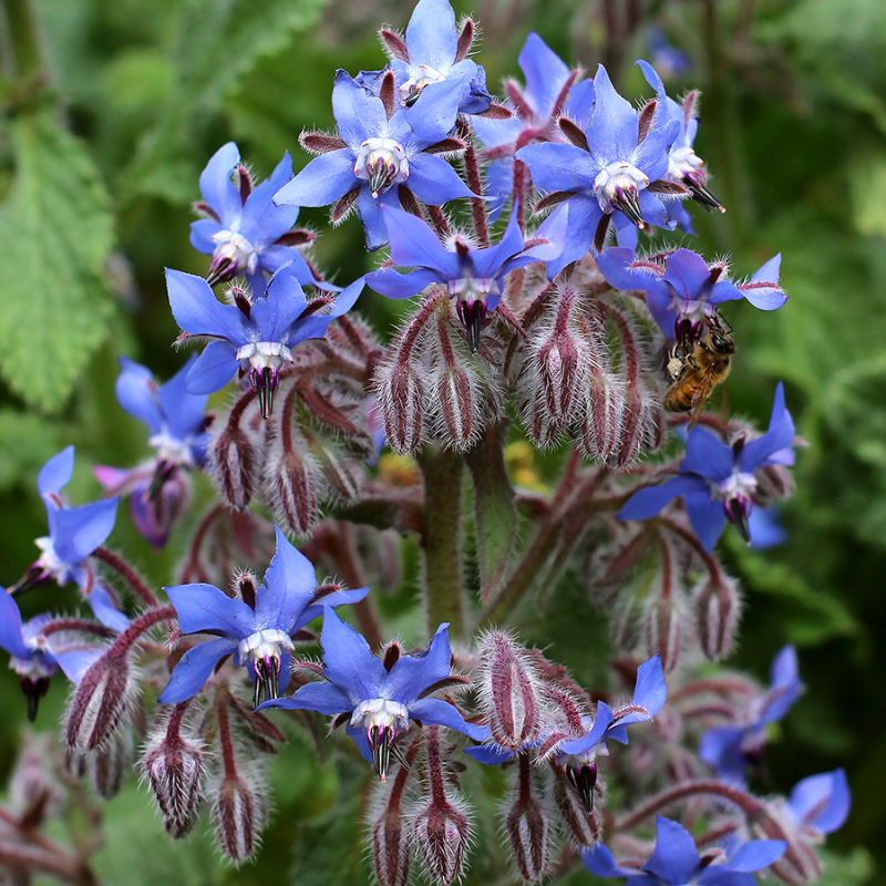 Borage