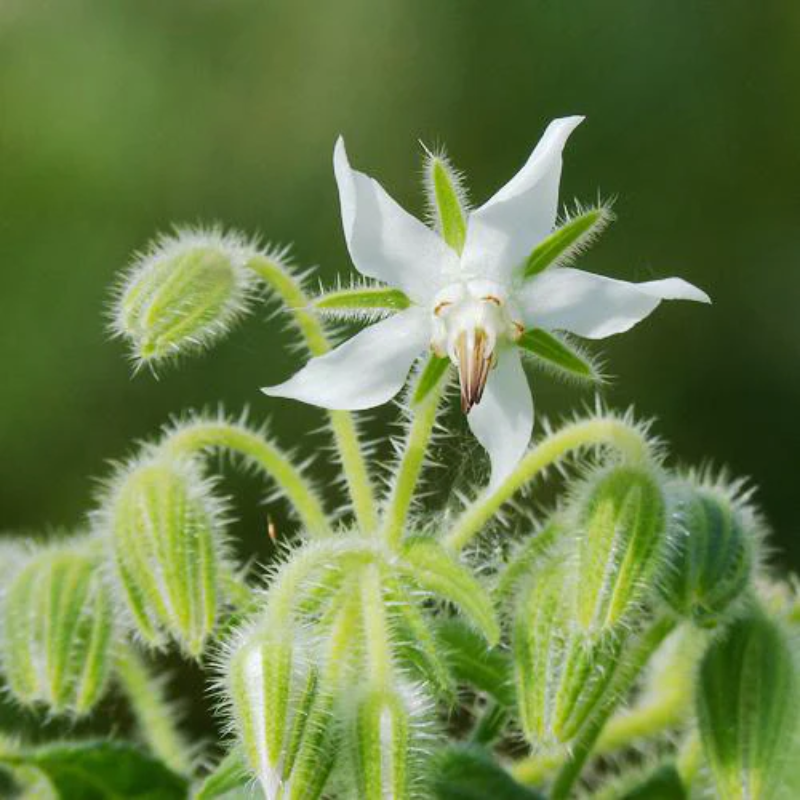 Borage White