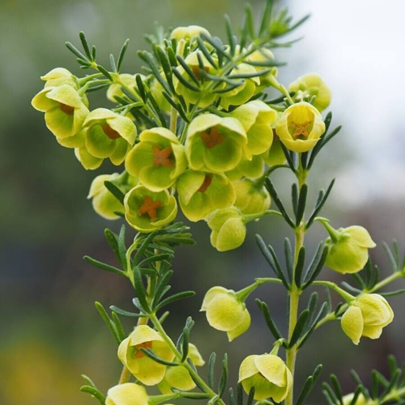 Boronia Megastigma Lutea 14cm