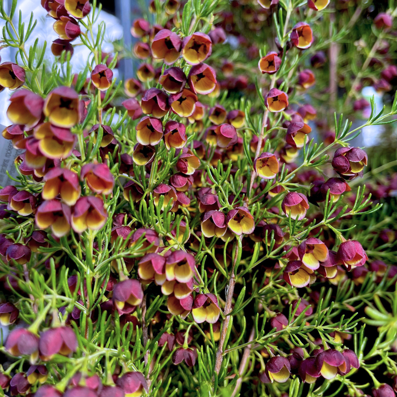 Boronia Megastigma 14cm