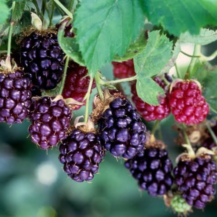 Boysenberry The Heritage Nursery