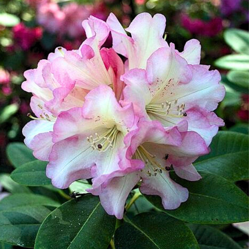 Rhododendron Bruce Brechtbill