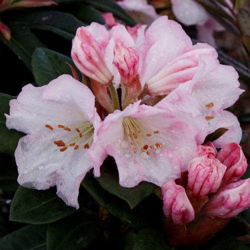 Rhododendrons – Page 2 – The Heritage Nursery