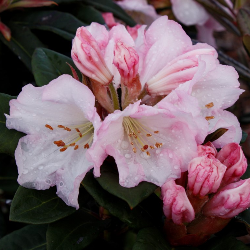 Rhododendron Bronze Wing