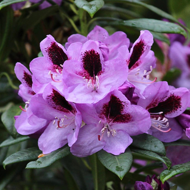 Rhododendron Bud Flanagan