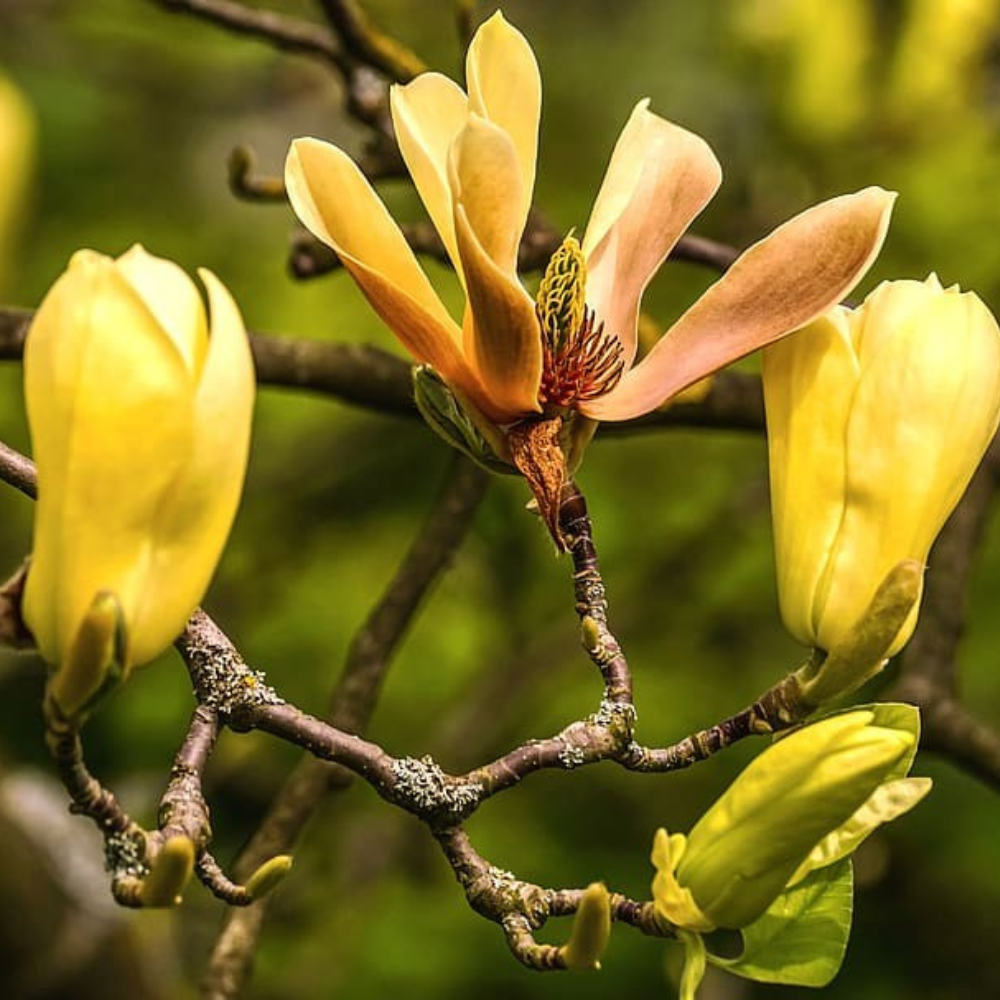 Magnolia acuminata x denudata Butterflies