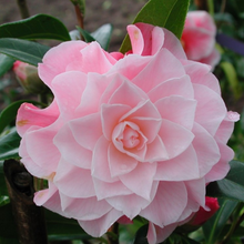 Load image into Gallery viewer, Camellia x williamsii hybrid Buttons and Bows
