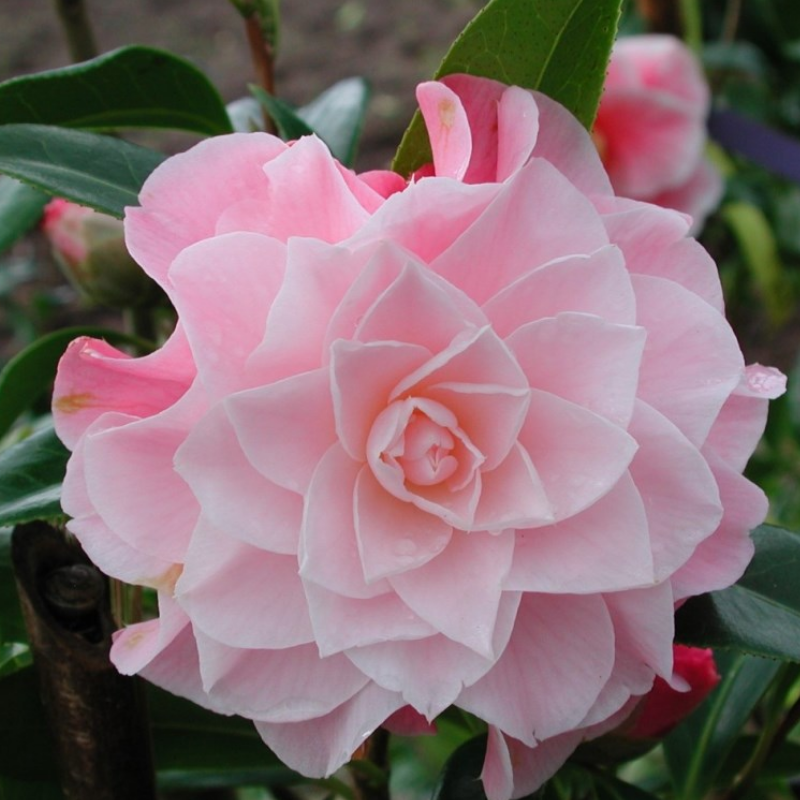 Camellia x williamsii hybrid Buttons and Bows