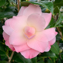 Load image into Gallery viewer, Camellia x williamsii hybrid Buttons and Bows
