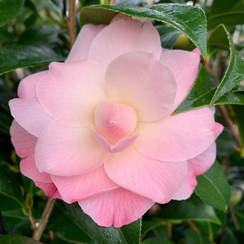 Camellia x williamsii hybrid Buttons and Bows – The Heritage Nursery