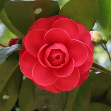 Load image into Gallery viewer, Camellia japonica CM Hovey
