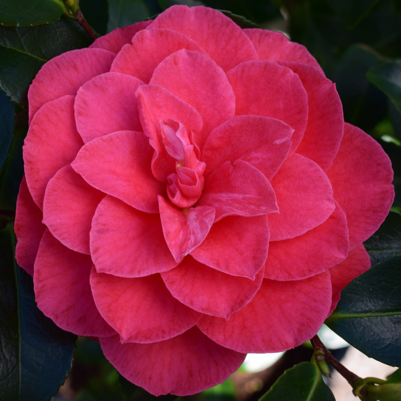 Camellia japonica CM Hovey