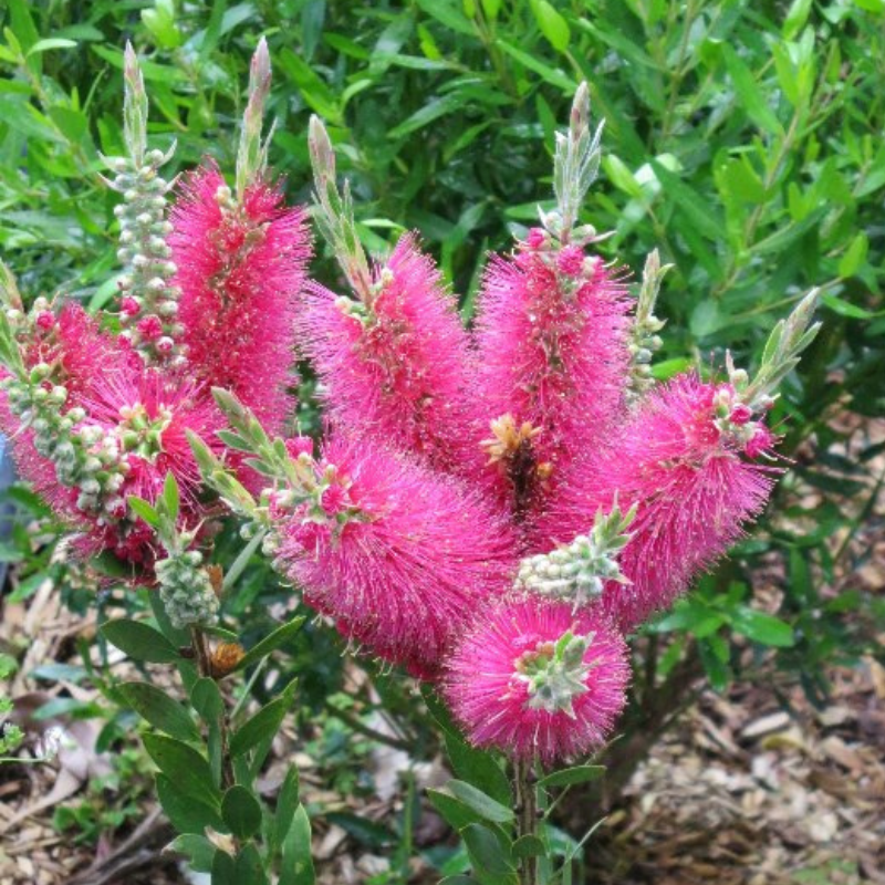 Callistemon Purple Cloud