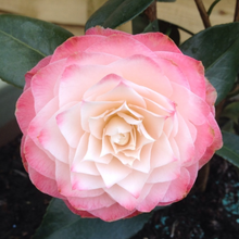 Load image into Gallery viewer, Camellia japonica Nuccio&#39;s Pearl
