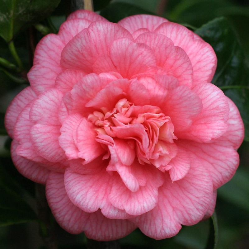 Camellia japonica Can Can