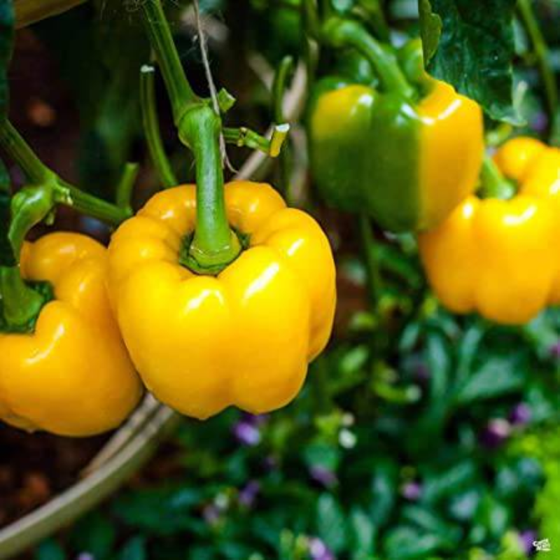 Capsicum Gold