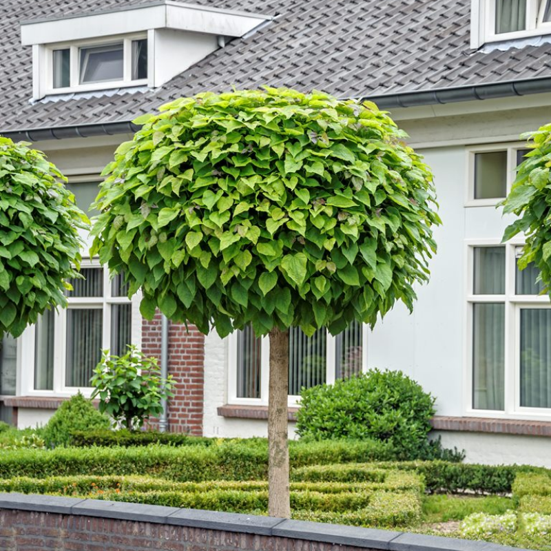 Catalpa Nana Standard 1.8m