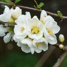 Load image into Gallery viewer, Chaenomeles speciosa &#39;Nivalis&#39;
