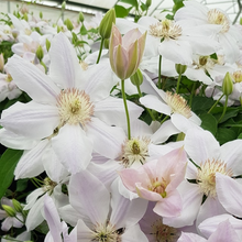 Load image into Gallery viewer, Clematis jackmanii Chantilly
