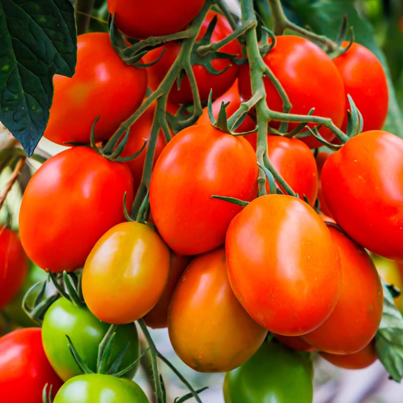 Tomato Heirloom Cherry Roma