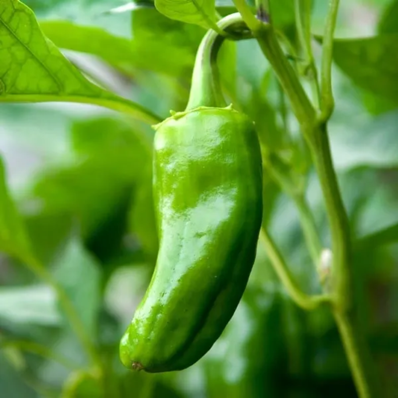 Chilli Jalapeno