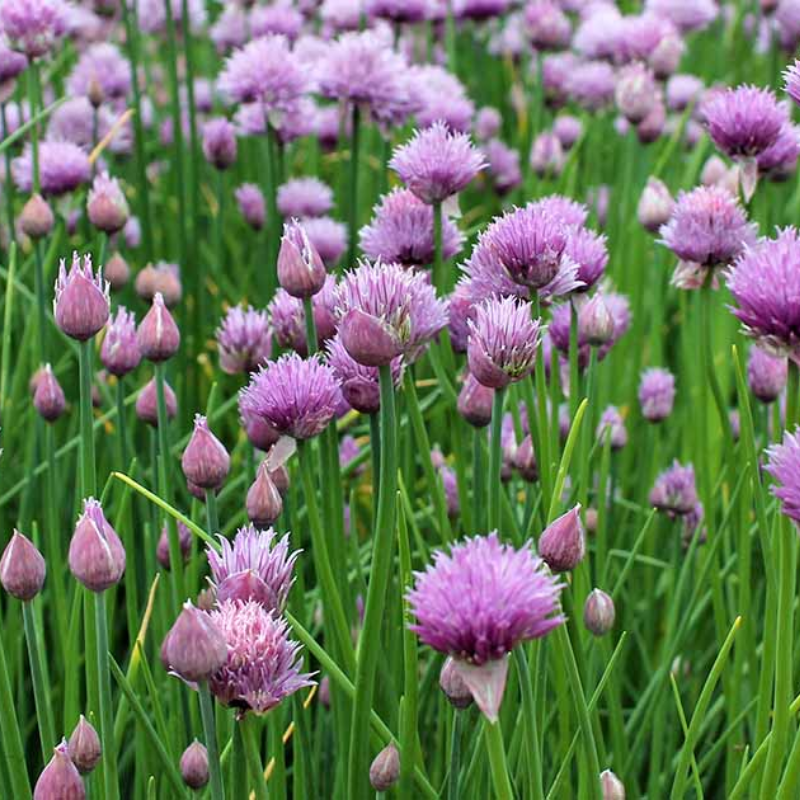 Chives Common