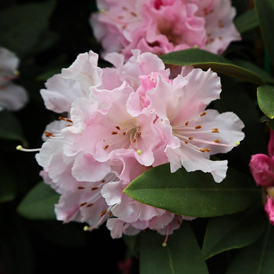 Rhododendron Christmas Cheer – The Heritage Nursery