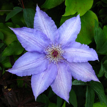 Load image into Gallery viewer, Clematis jackmanii Alice Fisk
