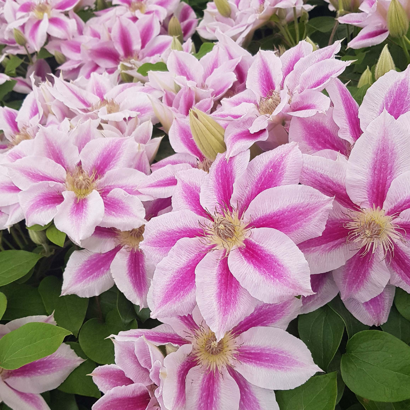 Clematis jackmanii Cotton Candy