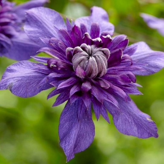 Clematis Florida Kokonoe – The Heritage Nursery