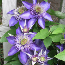 Load image into Gallery viewer, Clematis jackmanii Multi Blue
