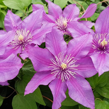 Load image into Gallery viewer, Clematis jackmanii Walter Pennell
