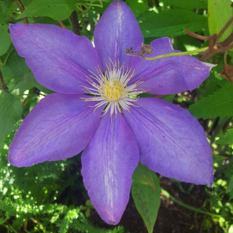 Clematis jackmanii Ken Donson – The Heritage Nursery